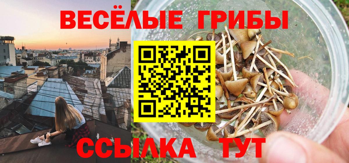 Псилоцибиновые грибы Psilocybe Новоалександровск